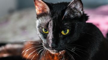 Muchos gatos negros se usan en rituales en este mes.