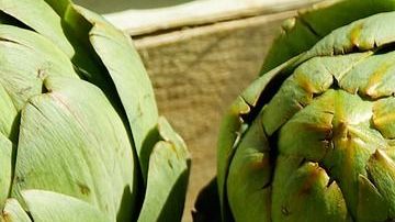 entre las principales propiedades de este remedio natural se encuentran sus beneficios: digestivos, excesos de ácido úrico, gota, reumas, cálculos en la vesícula biliar y padecimientos renales.