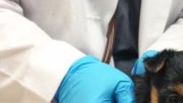 Los veterinarios se enfrentan a variables que pocos conocen