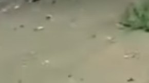 Las autodefensas pelean contra narcotraficantes sin darles tregua.