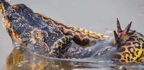 El enfrentamiento fue grabado en una zona de humedales en Pantanal.