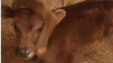 El animal se llama Elsie.