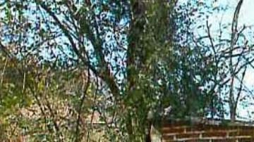 La finca ubica en el pueblo El Agostadero, en el municipio de Pihuamo.