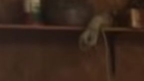 El auto no ha sido movido desde 1987, ¿funcionará?