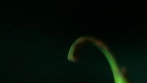 Se recomienda no olfatearlas, pues podría provocarte un acceso de tos por el chile.