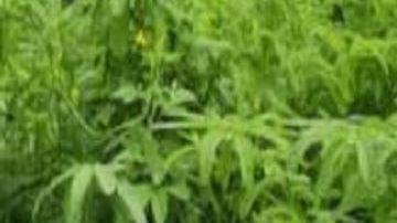 Dejan un muerto a balazos y torturado en territorio de El Mayo Zambada