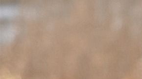 Tener un perro te hará ser más saludable.