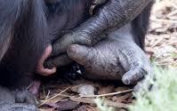 Un nuevo bebé chimpancé nace en el zoológico Monarto y su imagen se hace viral en todo el mundo.