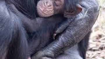 Un nuevo bebé chimpancé nace en el zoológico Monarto y su imagen se hace viral en todo el mundo.