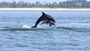 Delfines celebran haber sido liberados de las redes de pesca en las que quedaron atrapados.