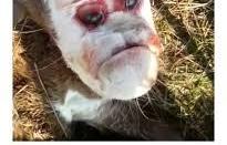 Un cabrito nace con cara humana.