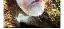 Un cabrito nace con cara humana.