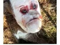 Un cabrito nace con cara humana.