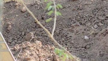 Solo puede apreciarse, de primera, un paraje lleno de tierra.