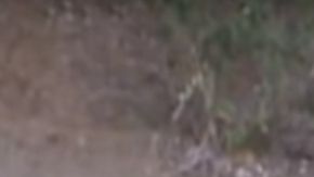 La manada va a ayudar al cachorro todo el tiempo que sea necesario.