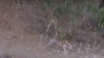 La manada va a ayudar al cachorro todo el tiempo que sea necesario.