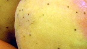 La infusión de hojas de níspero es conocida por tener un efecto protector en el tracto digestivo, por ello es un excelente remedio para tratar gastritis, acidez, digestiones pesadas, ardor en el estómago y úlceras.