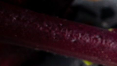 Flor de hibisco o jamaica