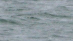 USSS alega que la familia del presidente "es muy activa en deportes de agua".