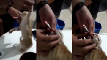 Imágenes del polémico vídeo en el que se maltrataba a los gatos.