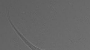 Gusano o lombriz hallado en California con tre sexos.