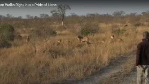 El guía tomó con calma el encuentro con los leones.