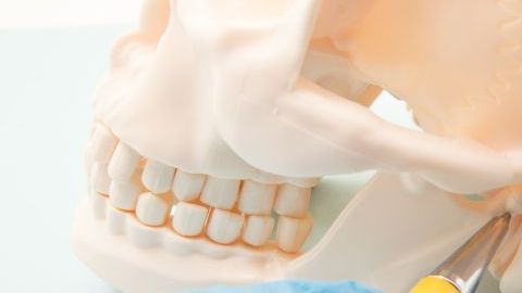 mandibula-1