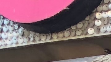 Una docena de trabajadoras de salones de uñas llevaron máscaras y guantes a sus compañeras en El Bonx./A. B. N.