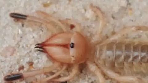Araña que come carne humana.