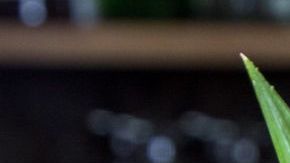 Maravillosas opciones de tragos inspirados en México y elaborados con las dos bebidas alcohólicas más representativas de la cultura mexicana: tequila y mezcal. ¡Viva México!