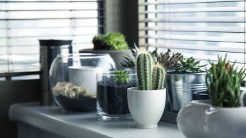Dependiendo tu signo, las plantas harán un efecto especial en tu hogar.