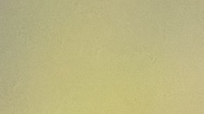 shutterstock_1219858987