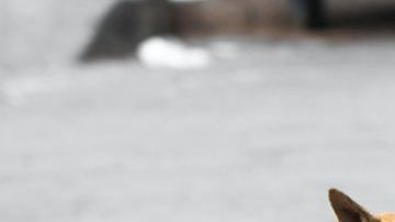 La mujer comenzó a sentirse mal cuando desmembraba el cuerpo de su esposo.