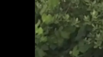 Aleyah Elaine Toscano