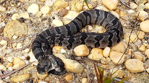 Insólito, cuidado y admirado reptil