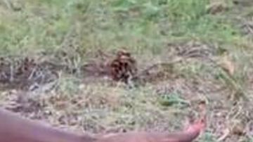 La ardilla pidió ayuda para salvar a su bebé.