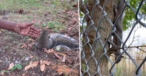 La ardilla pidió ayuda para salvar a su bebé.