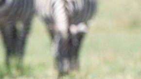 Nace una cebra con un patrón de color en su piel bien distinto al habitual.