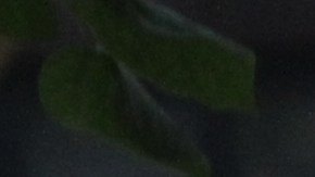 Policía en edificio NYCHA/Archivo.