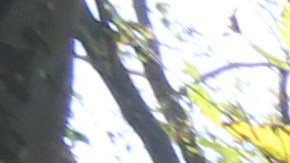 Edificio NYCHA, vivienda pública en Nueva York/Archivo.