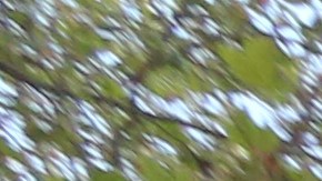 Congresista Nydia Velazquez urge al gobierno federal invertir $32 mil millones en NYCHA.