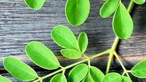 En mucha culturas se conoce a la moringa como "el árbol de la vida" es reconocida por su espléndido contenido en nutrientes y potentes sustancias antioxidantes. Es una planta altamente recomendada para personas con diabetes.