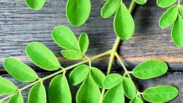 En mucha culturas se conoce a la moringa como "el árbol de la vida" es reconocida por su espléndido contenido en nutrientes y potentes sustancias antioxidantes. Es una planta altamente recomendada para personas con diabetes.