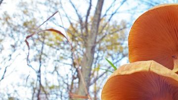 Las setas son un alimento con un gran poder antioxidante, contienen aminoácidos esenciales y aportan importantes compuestos con propiedades antiinflamatorias.