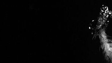 Alicia Alonso era la bailarina más icónica de América Latina.