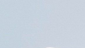 El campanero blanco (Procnias albus) es apenas del tamaño de una paloma.