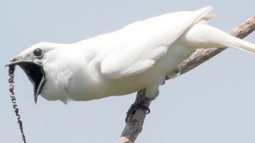 El campanero blanco (Procnias albus) es apenas del tamaño de una paloma.