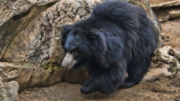 Algunas partes de los osos son consideras útiles en la medicina china.