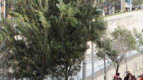 Manifestaciones en Bolivia.