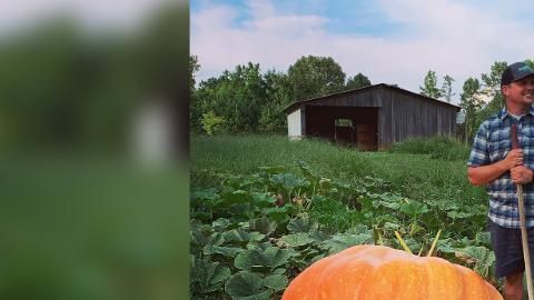 Cultiva una calabaza gigante.